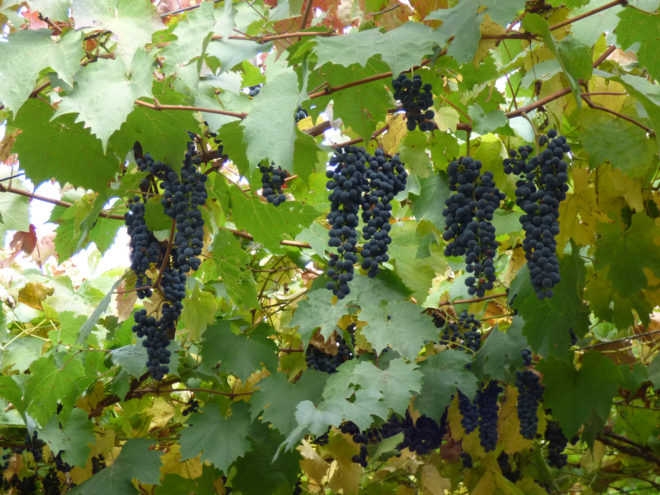 Чем дальше побег винограда находится от основания куста, тем лучше он развивается