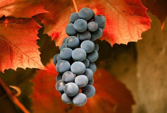 Осенью виноград нужно поливать, подкармливать и обрезать