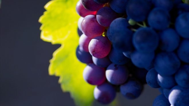 Виноград подвержен большому количеству болезней