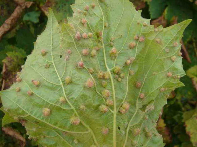 Многие мелкие насекомые питаются листьями винограда