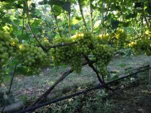 Для питания винограда для винограду нужны соединения азота, калия и фосфора