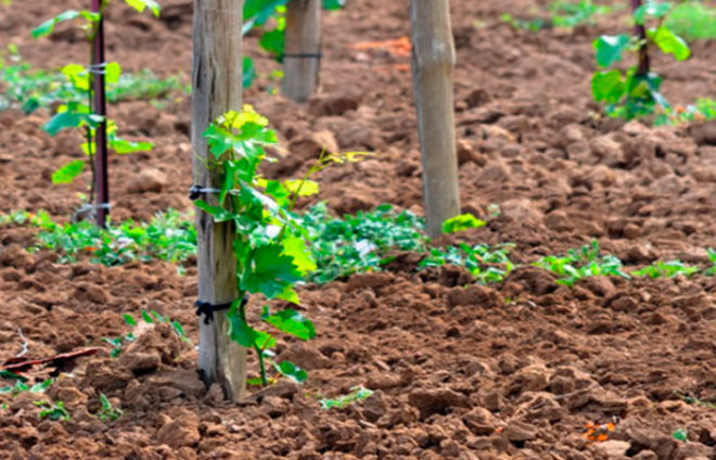Виноград на даче — особенности ухода и выращивания