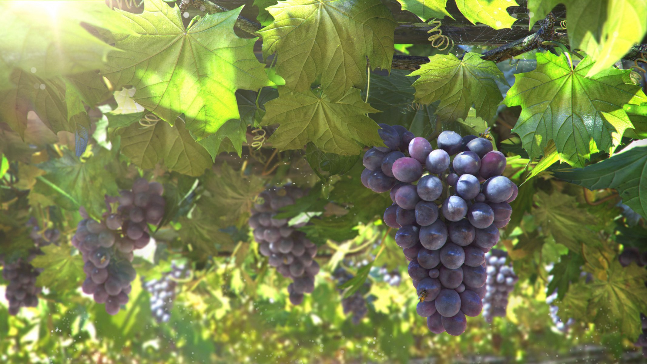 Урожай винограда зависит от правильного ухода