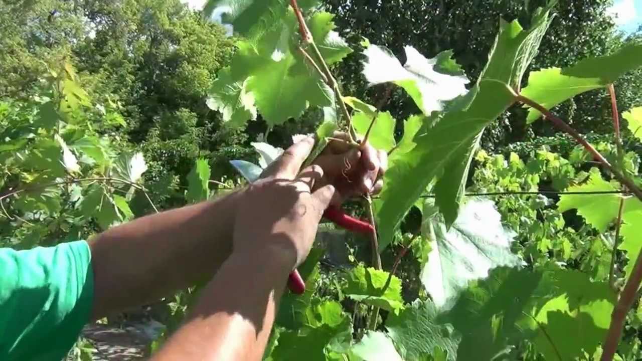 Важно прореживать виноград