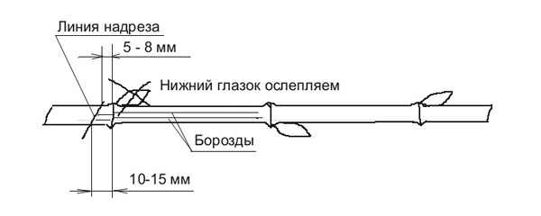 Черенок винограда
