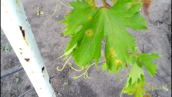 Милдью или ложная мучнистая роса - одно из самых опасных заболеваний винограда