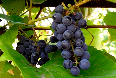 Монофосфат способствует накоплению большого количества витаминов в ягодах
