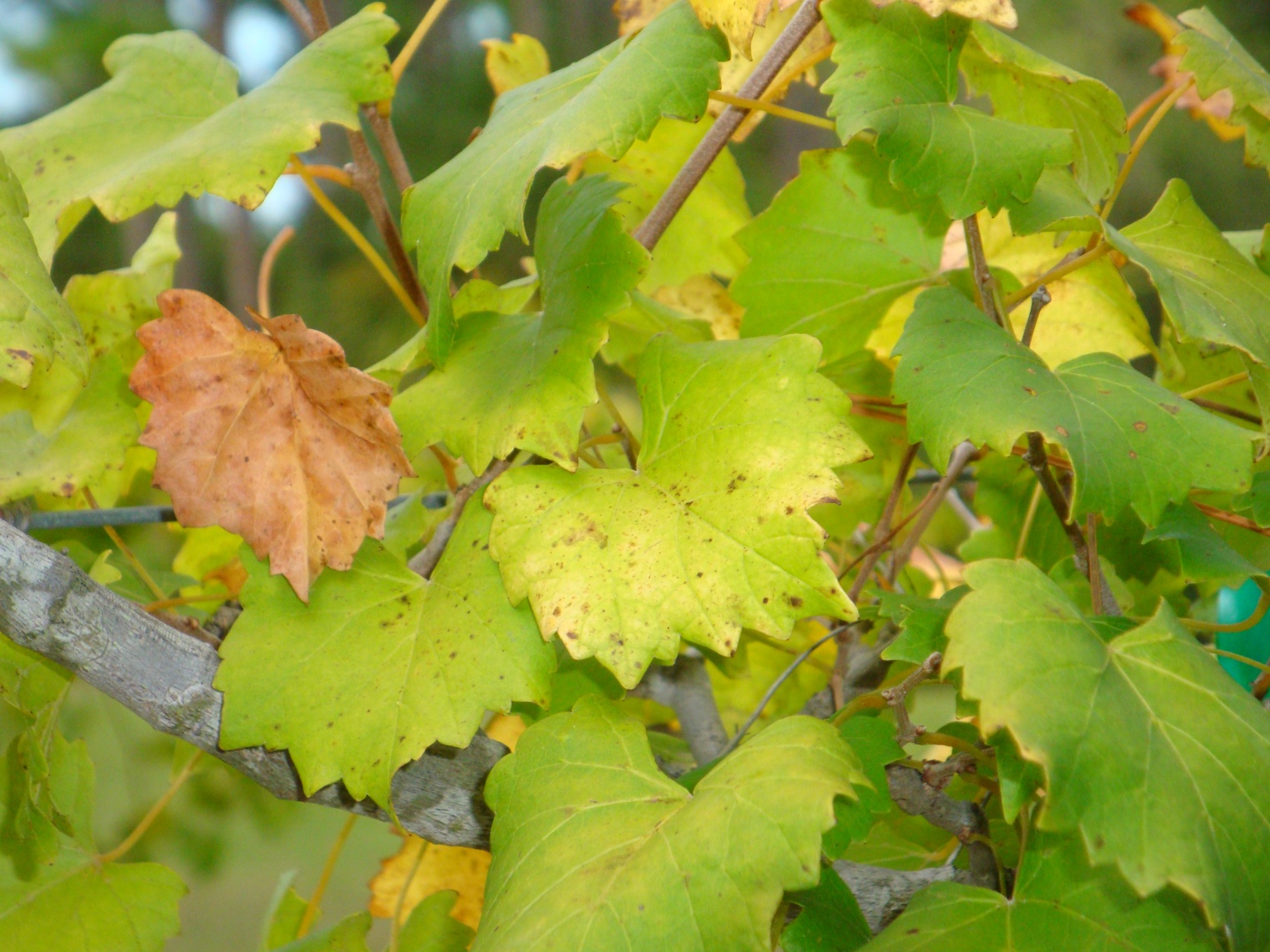 Определить дефицит питательных веществ у винограда возможно по внешнему виду листьев
