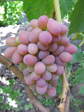 Виноград "Розовый Персиковый"