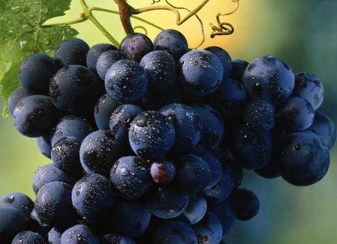 Новые сорта винограда выводятся каждый год
