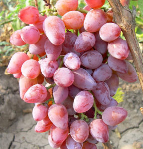 Розовый виноград "Тимур" обладает стойкостью к сильным холодам