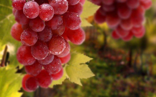 Все процедуры по уходу и выращиванию винограда нужно проводить в точном соответствии с агротехническими правилами