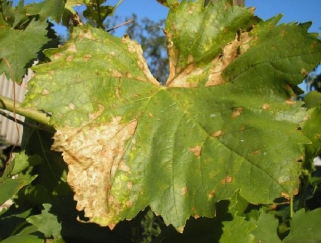 Появление коричневых листьев на винограде