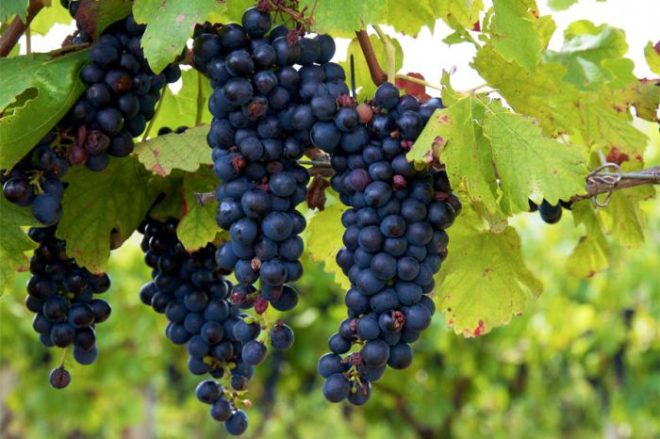 Люди, далекие от виноградарства считают, что лоза может произрастать и давать урожай и без особых забот относительно ее выхаживания
