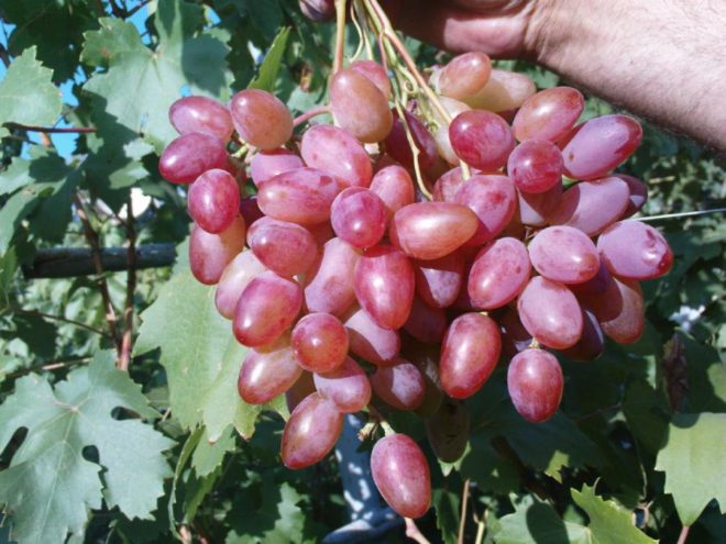 Виноград ранний розовый описание сортов