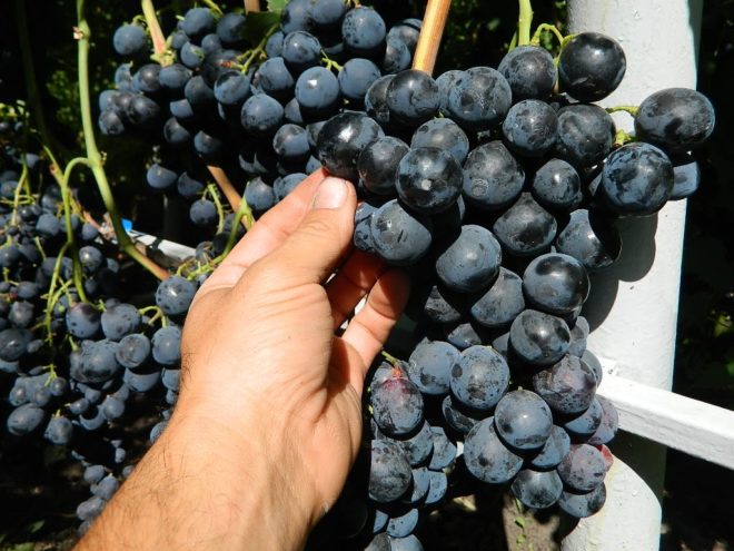 История возделывания винограда имеет несколько тысяч лет