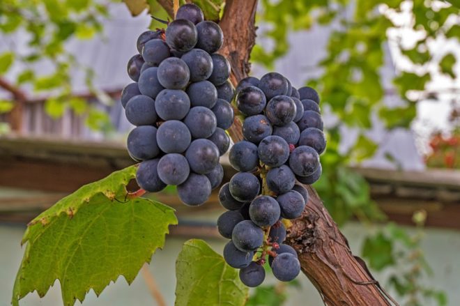 Как провести укоренение черенков винограда в домашних условиях