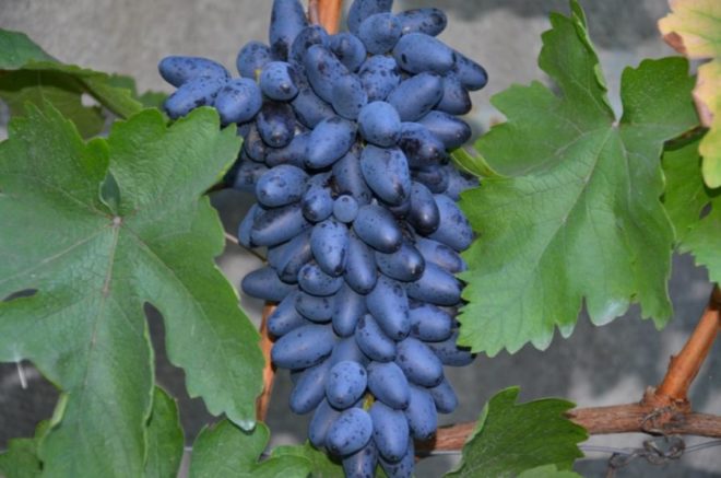 Расцвет селекции винограда пришелся на вторую половину ХХ века