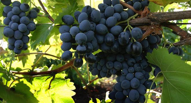 Виноград сорта Молдова созревает поздно