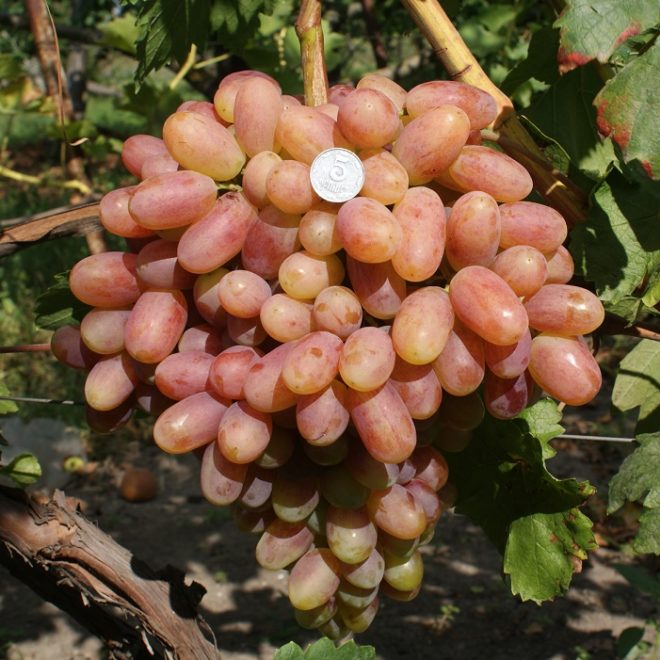 Шахерезада- столовая фор­ма винограда