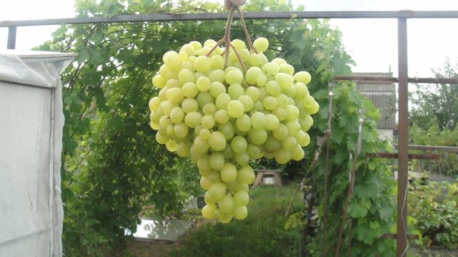 С каждым годом все больше появляется новых сортов винограда