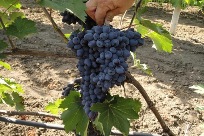 Виноградари России располагают множеством сортов и подвидов винограда