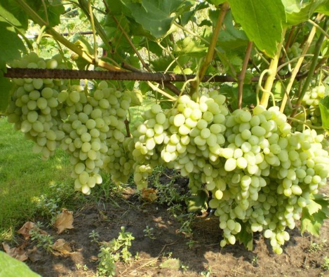Виноград возделывали еще несколько тысяч лет тому назад