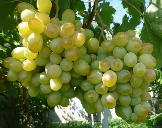Сохнут кисти винограда – причины явления и меры борьбы с ними, видео