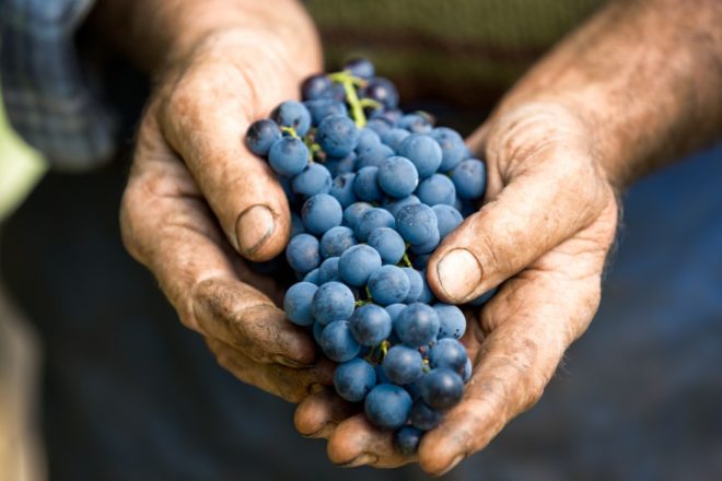 Существует целый ряд винных сортов винограда