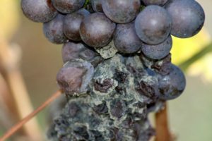 Серая гниль очень хорошо видна на грозди винограда