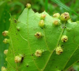 Заболевание определяется по выпуклостям на молодых сочных листьях