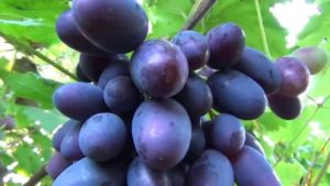 Привлекателен виноград Викинг необычной формой ягод