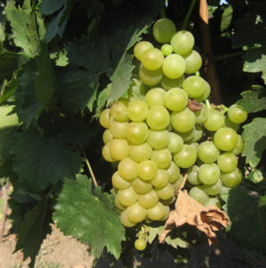 Виноград со средним размером куста не требует много места для выращивания