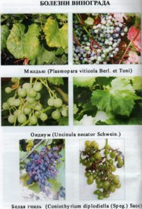 Известное огромное количество заболеваний винограда