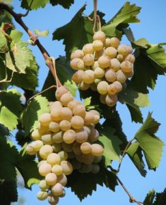 Техническая категория виноградных сортов требует самого минимального ухода