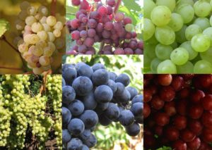 Виноградари каждый год занимаются привитием и разведением новых видов