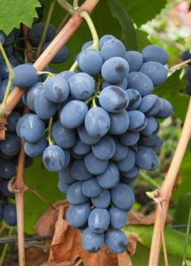 Ягоды винограда Молдова крупные, имеют восковой налет