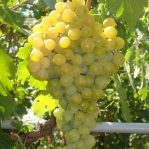 Сорт винограда Фрумоаса стал успехом в работе селекционеров Молдавии