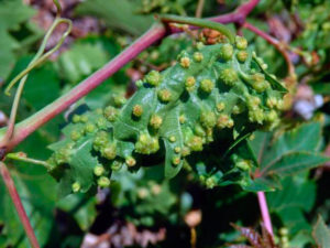 Листовой вид виноградной тли распознать достаточно легко по пупырышкам на листьях