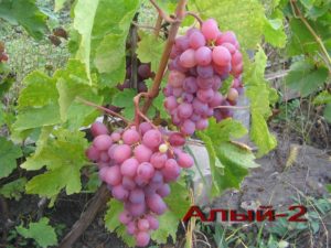 Виноград гибридный«Алый-2» принадлежит к розовым столовым сортам