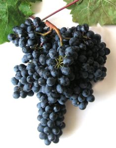 Виноград позволяет устранить проблемы с пищеварением, улучшить деятельность ЖКТ