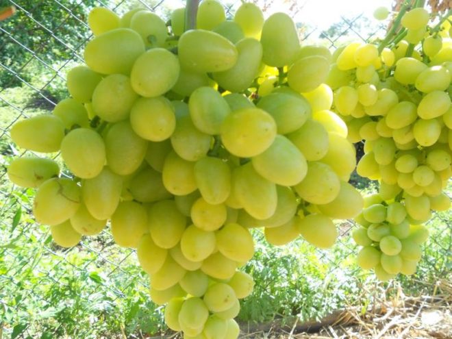 Первую позицию во всех топах уже не первый год сохраняет виноград Аркадия