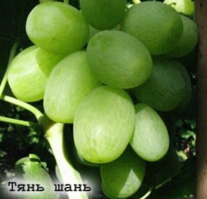 По красоте и привлекательности ягод винограда Тянь-Шань тяжело найти равных