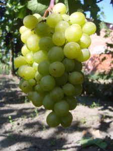 Фрумоаса Альбэ - отличный столовый виноград со среднеранним сроком вызревания