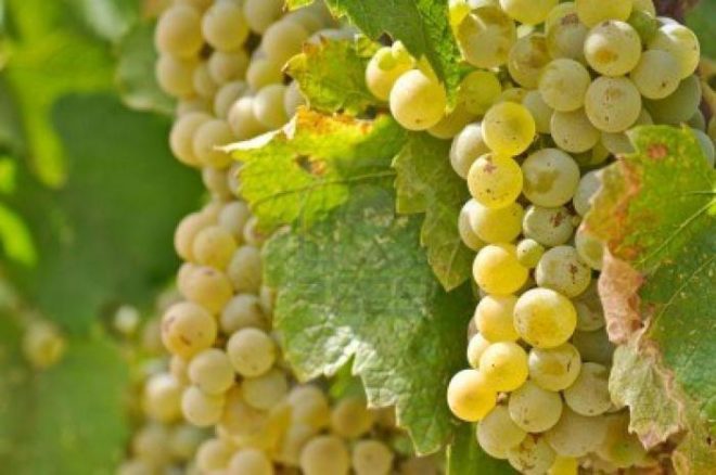 Отличить виноград Шардоне от других видов лозы можно по его листьям