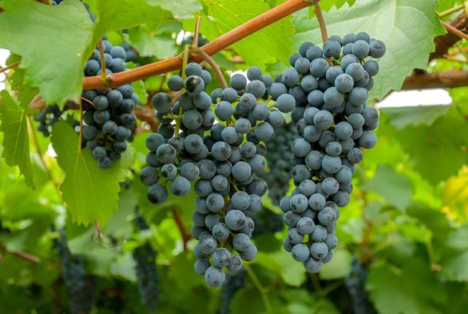 Амурский виноград не требует дополнительных приспособлений для зимнего хранения