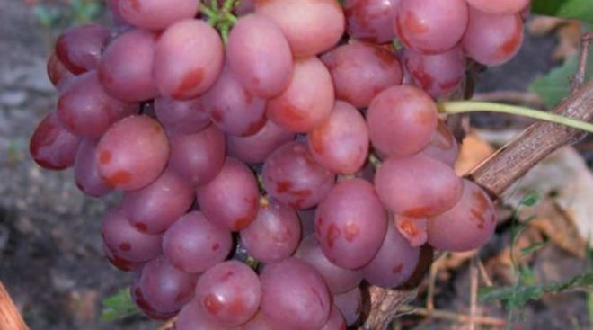Вкус винограда Ливия приятно сладкий, с нежным и тонким ароматом