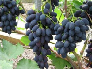 При перезревании виноградинки не имеют свойств лопаться