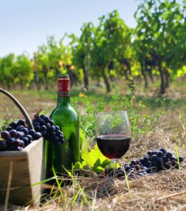 Виноград Кабарне Совиньон позволил приготовить очень много различных вин