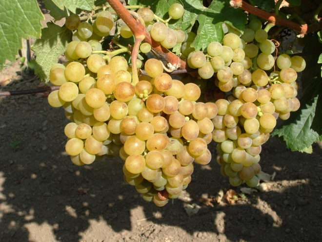 Белый Мускат более других сортов используется в виноделии